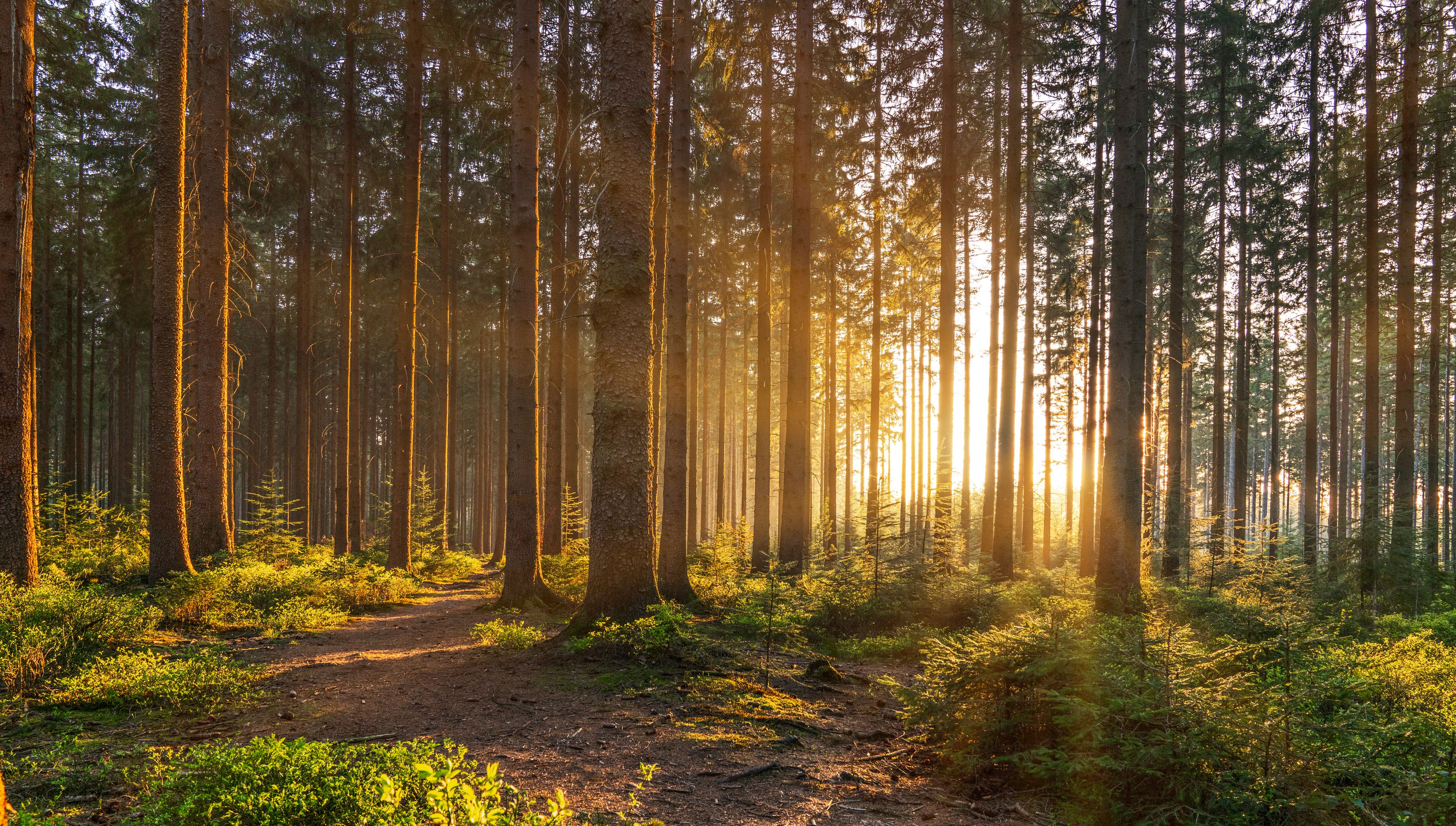 adobestock_242895340.jpeg